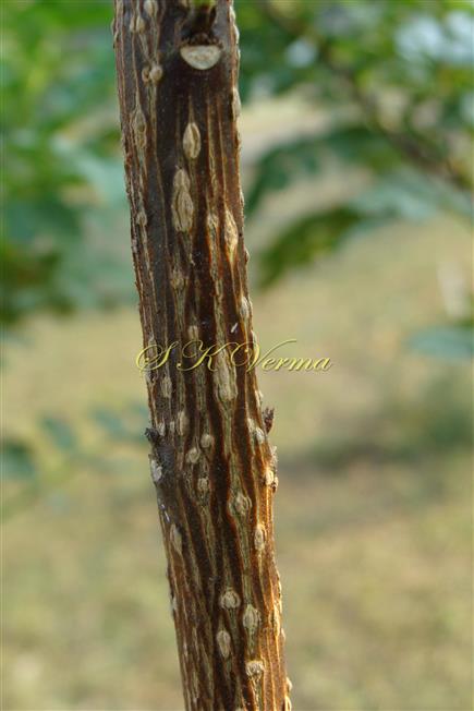 Stem with lenticels